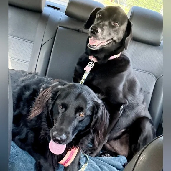 LIVE SHOWS NOTIFICATIONS / HOST APPRECIATION - Picture 11 of 15